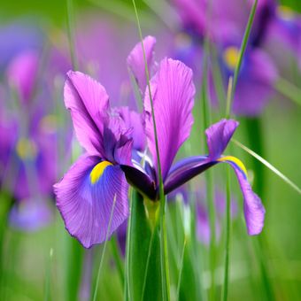 Ilustrasi bunga iris ungu.