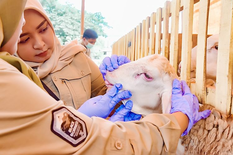 Petugas kesehatan hewan memeriksa kondisi hewan kurban di pasar hewan Lumajang