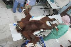 Fakta Orangutan Hope Ditembak 74 Peluru Senapan Angin, 7 Berhasil Dikeluarkan hingga Protes dari Aktivis 