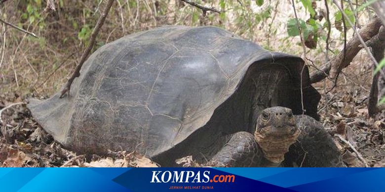 Ready Kura Kura Berjanggut Azhari Aiyub Shopee Indonesia