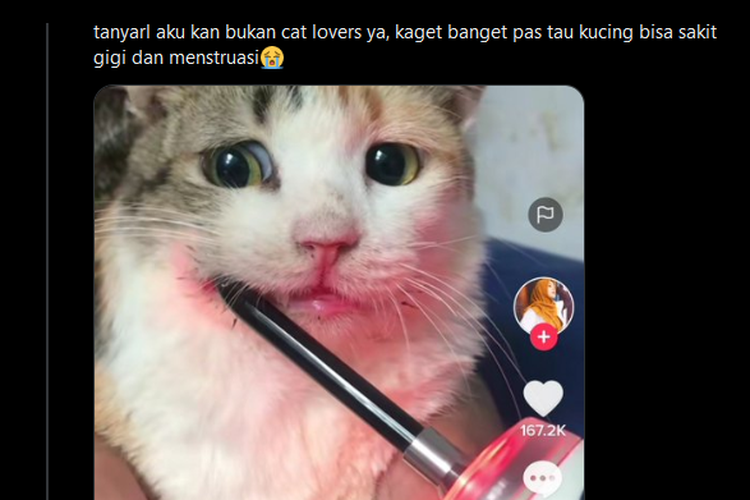 Unggahan viral soal kucing menstruasi.