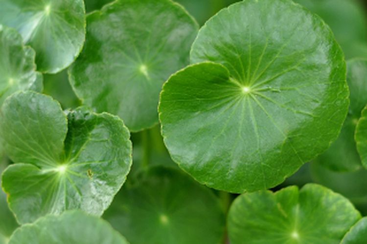 Ilustrasi daun pegagan yang kaya manfaat