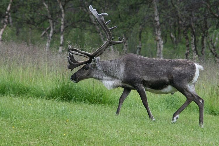 Rusa Kutub Diperkirakan Turun 84 Persen pada 2100 akibat Krisis Iklim