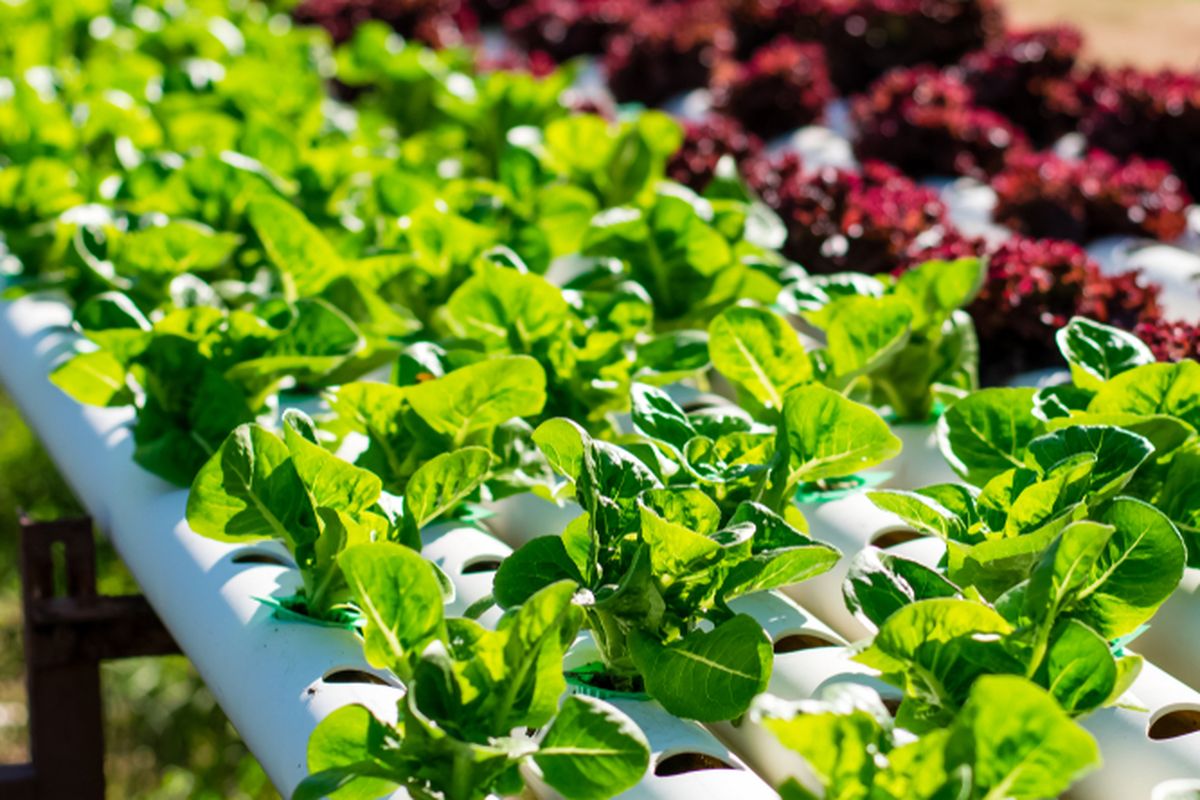 Ilustrasi hidroponik, Ilustrasi menanam tanaman dengan metode hidroponik.