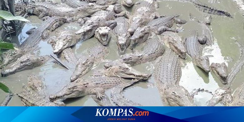 Gambar Ayam Memberi Anak Makan Fakta 32 Buaya Ditangkar di Belakang Rumah Makan  Ayam  