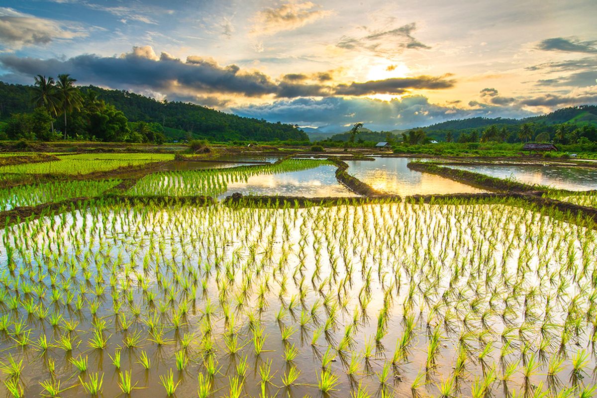 Ilustrasi sawah, ilustrasi Pertanian