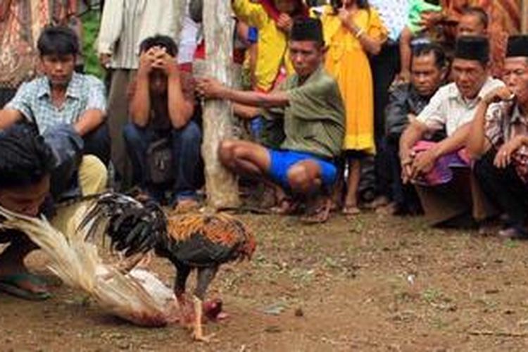 Sabung ayam menjadi bagian dari adat menyambut perhelatan Gawai Gedang di Desa Talang Perigi, Kecamatan Rakit Kulim, Indragiri Hulu, Senin (14/1/2013). Gawai Gedang merupakan acara pesta besar adat budaya pernikahan suku Talang Mamak di Riau. TRIBUN PEKANBARU/MELVINAS PRIANANDA