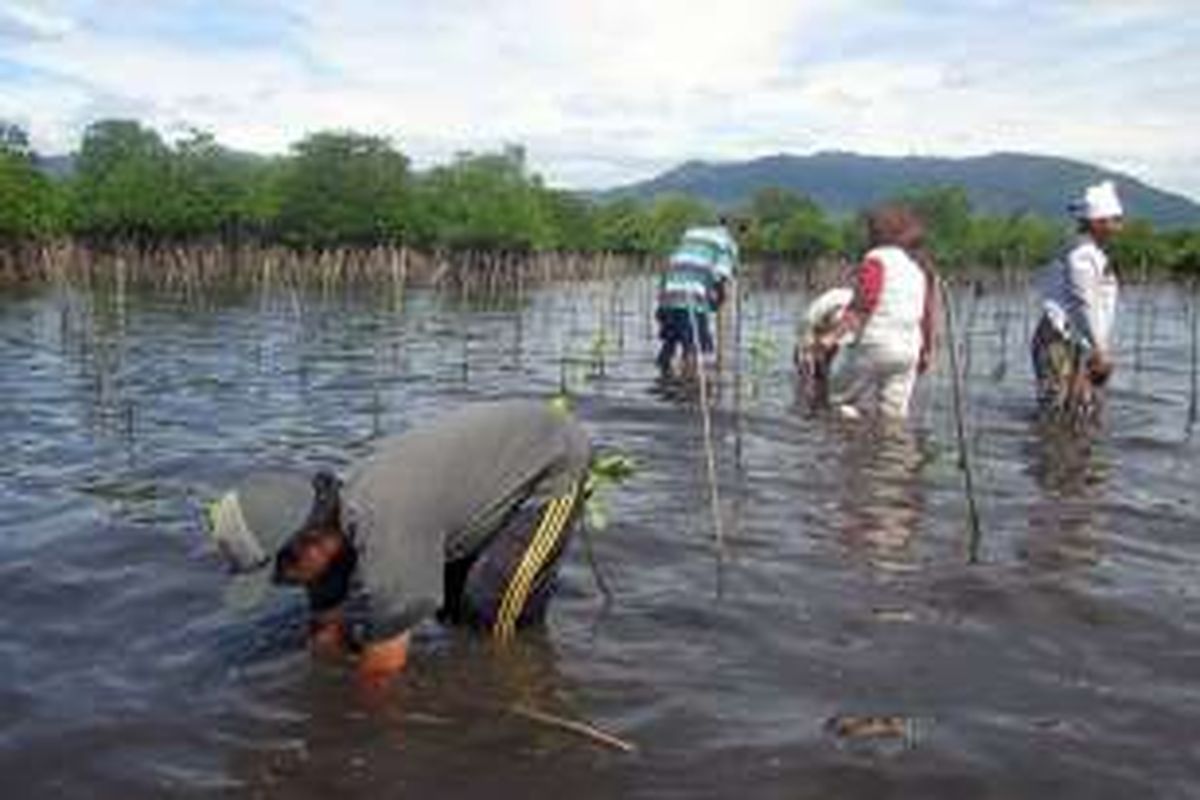 Sejumlah nelayan yang tergabung dalam Kelompok Sadar Lingkungan (KSL) Paddakauang, Desa Torosiaje, Kecamatan Popayato, Kabupaten Pohuwato melakukan penyualaman bibit mangrove.