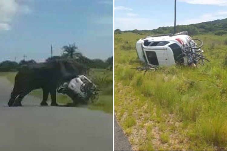 Pengemudi di Afrika Selatan mendapatkan pertemuan dengan satwa liar yang terlalu dekat dari yang diharapkan, setelah seekor gajah yang marah membalik mobil mereka dengan mereka di dalamnya.