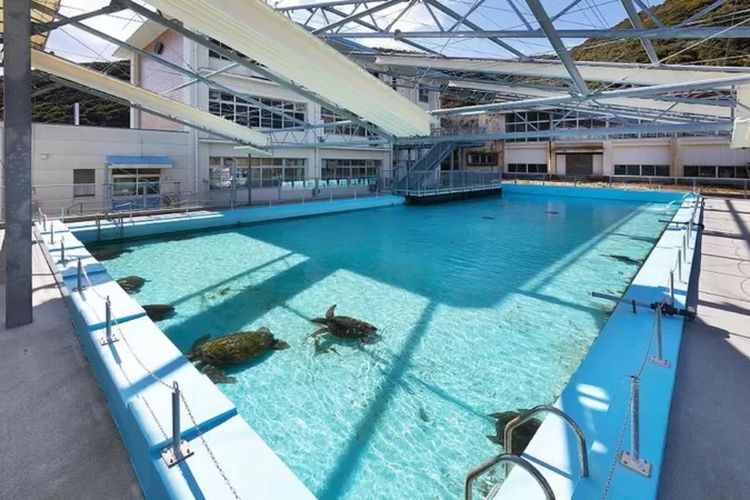 Kolam renang di bangunan bekas sekolah kini menjadi tempat bagi hewan-hewan laut seperti kura-kura