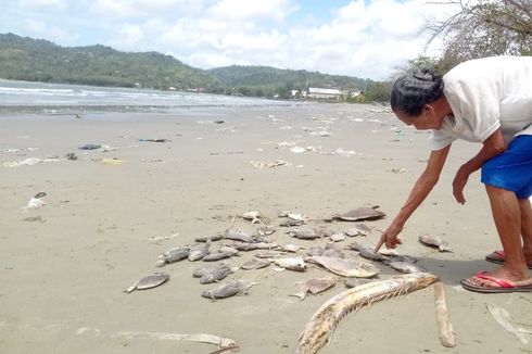 Ribuan Ikan yang Mati Misterius di Ambon Terlanjur Dikonsumsi Warga