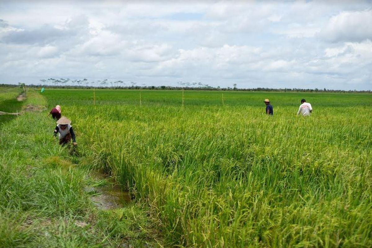 Ilustrasi sawah lokasi program Food Estate atau lumbung pangan di Kalteng.