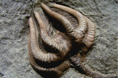 Fosil yang Menginspirasi Bentuk Alien di Fiksi Ilmiah