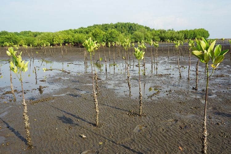 Ilustrasi tanaman mangrove. 