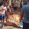 Sapi Terperosok ke dalam 