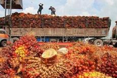 Pandemi Corona, PHK Jadi Pilihan Terakhir Industri Kelapa Sawit 