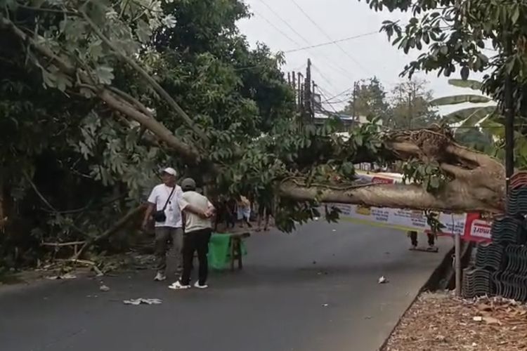Pohon Besar Tumbang di Parung Bogor, Arus Lalin Sempat Tertutup