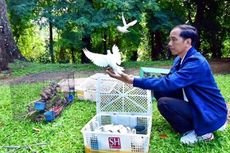 Dibeli di Pasar Pramuka, Ratusan Burung Dilepaskan Jokowi di Kebun Raya Bogor