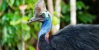 Burung Paling Berbahaya di Dunia Kini Terancam Punah