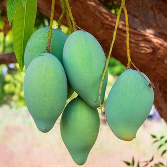 Ilustrasi tanaman mangga, pohon mangga, buah mangga. 