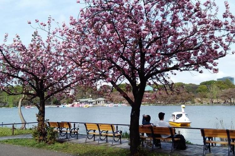 Suasana Ueno Park saat musim semi