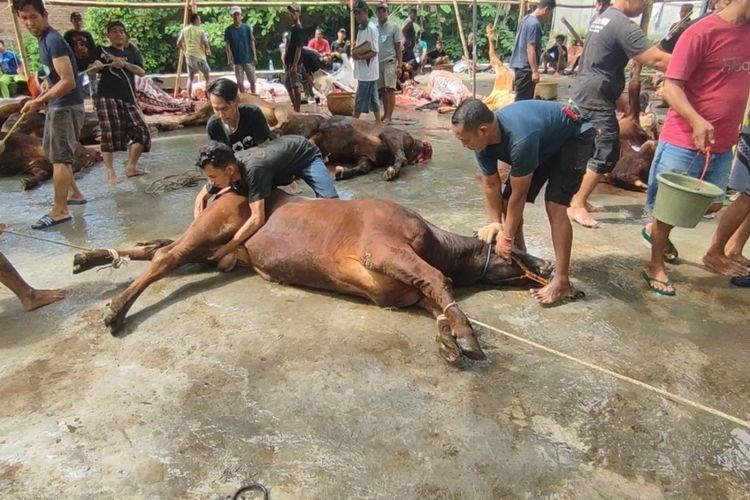 Desa Bode Lor, DKM dan Ikatan Remaja Mu'tamarul Huda menyembelih hewan kurban 38 sapi dan 109 kambing, Minggu (10/7/2022). Pemotongan tidak terpengaruhi wabah PMK yang sedang menyerang banyak hewan kurban.