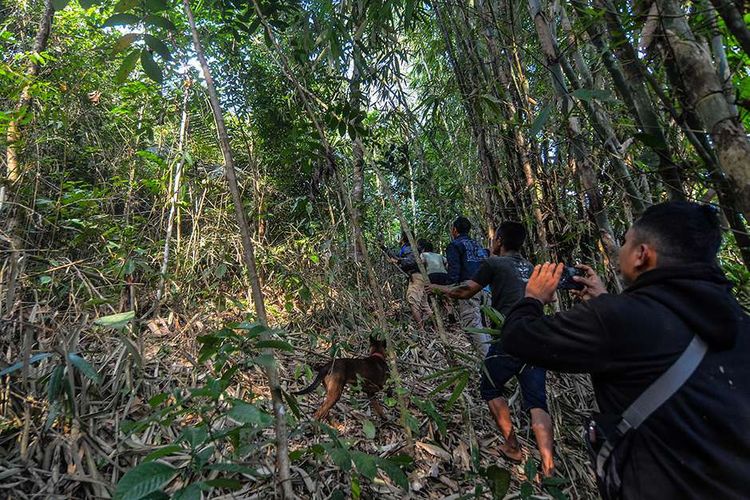 Warga melacak macan tutul (Panthera pardus) di kawasan permukiman warga Kampung Badeung, Desa Gunajaya, Kabupaten Tasikmalaya, Jawa Barat, Rabu (31/7/2019). Petugas Konservasi Sumber Daya Alam (KSDA) wilayah III Ciamis dibantu warga masih belum bisa menangkap macan tersebut untuk dievakuasi agar tidak berkonflik dengan manusia.