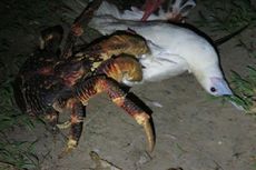 Aneh tapi Nyata, Kepiting Kelapa Raksasa Serang dan Makan Burung