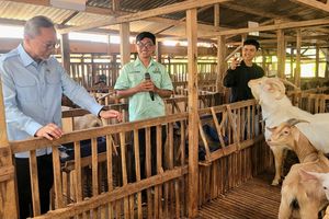 Berkunjung ke Peternakan Kambing Perah di Banyumas, Zulhas Mengaku Tak Bisa Minum Susu