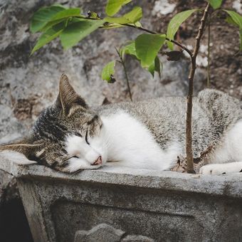 Ilustrasi kucing tidur di pot tanaman.