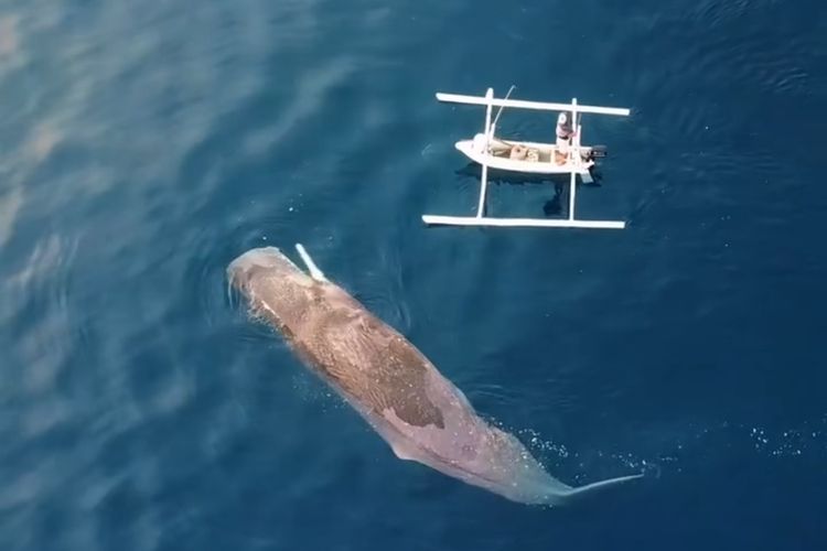 Tangkapan layar video yang memperlihatkan bangkai paus mengambang di Pantai Lean, Desa Bunutan, Kecamatan Abang, Kabupaten Karangasem, Provinsi Bali. 