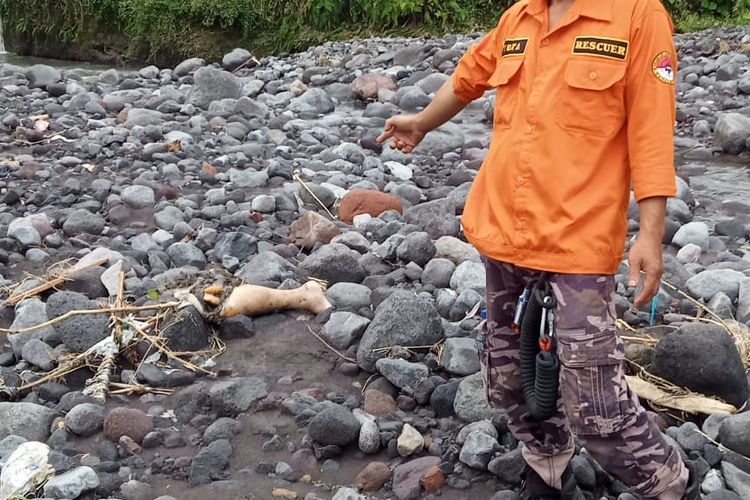Tim SAR temukan potongan tubuh di aliran Sungai Gisikan Lumajang, Selasa (1/7/2025).