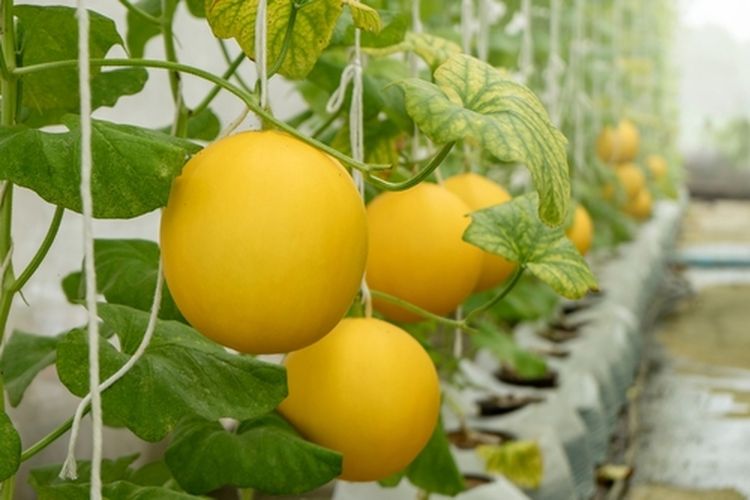 Tanaman melon golden