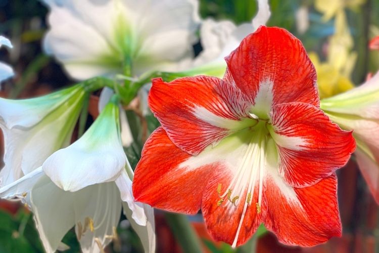 Ilustrasi bunga amarilis.