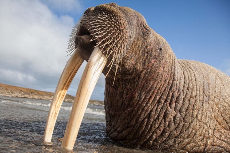 Walrus yang tidur dengan gading tertancap di pasir