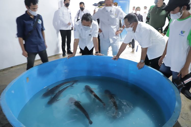 Menteri Kelautan dan Perikanan (KP) Sakti Wahyu Trenggono saat meninjau langsung kegiatan produksi ikan patin di kampung budi daya Cisilad, Rabu (8/12/2021).