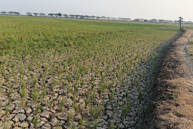 Jaga Status Lumbung Pangan Nasional, Indramayu Kunci 92.888 Hektare Menjadi Lahan Pertanian Abadi