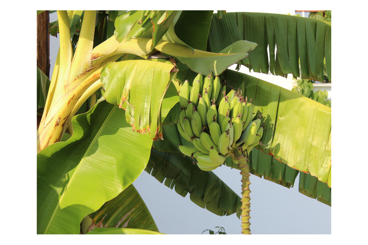 ilustrasi pohon pisang.