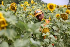 Cerita Petugas PPSU Merawat Bunga Matahari di Lahan Kosong Pinggir KBT
