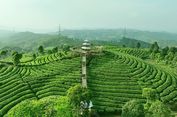 Kualitas Teh Ditentukan dari Perkebunan hingga Pengolahan