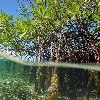 Ilustrasi mangrove (Rhizophora mangle) pohon bakau
