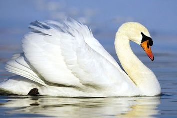 Berikut Ini adalah 8 Contoh Hewan Ovipar yang Perlu Kamu Ketahui