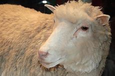19 Tahun Domba Dolly dan Masa Depan Kloning Manusia