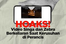 INFOGRAFIK: Hoaks! Video Singa dan Zebra Berkeliaran di Jalanan Paris, Perancis