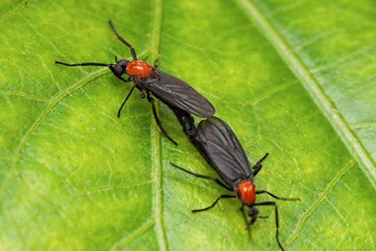 Tanda-tanda Tanaman Hias Terinfeksi Hama, Ini Cara Mengatasinya