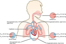 Difusi Gas O2 dan CO2 dalam Paru-paru pada Proses Pernapasan