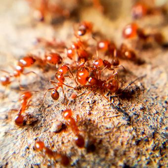 Ilustrasi semut api.