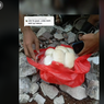 Viral Video Penemuan Telur Ular di Bawah Lantai Keramik, Bagaimana Ceritanya?