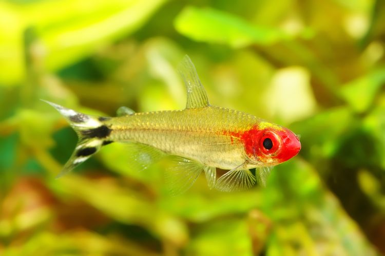 Ilustrasi ikan neon tetra jenis Rummy Nose Tetra.