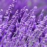 6 Kesalahan Menanam Lavender yang Harus Dihindari